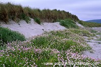 South Mainland Beach, Shetland -  plage sur Mainland sud, Shetland  13409