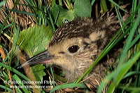 Curlew (Numenius arquata) - Courlis cendré - 11235