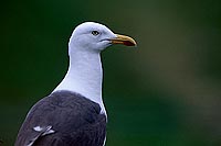 Gull (Lesser Black-backed) (Larus fuscus graellsii) - Goéland brun - 11887
