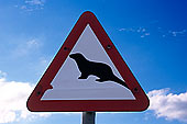 Otters road sign  - Attention, loutres, Shetland  13477