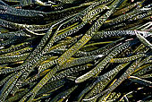 Algae, Shetland, Scotland -  Algues, Shetland  13479
