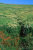 Meadow and flowers, Fetlar, shetland  - Pré fleuri, Shetland  13487