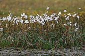 Cottongrass, Shetland - Linaigrettes, Shetland   13489