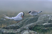 Arctic Tern (Sterna paradisea) - Sterne arctique - 17950