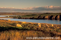 Sheep near Hillswick, Eshaness, Shetland - Moutons près de Hillswick  13536