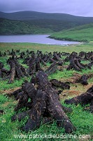 Northmavine: peat drying, Shetland, Scotland - Tourbe séchant, Shetland  13615