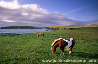 Shetland pony, Shetland - Poney des Shetland, Ecosse  13771