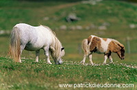 Shetland pony, Shetland - Poney des Shetland, Ecosse  13776