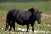 Shetland pony, Shetland - Poney des Shetland, Ecosse  13783