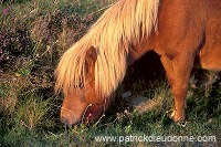 Shetland pony, Shetland - Poney des Shetland, Ecosse  13802