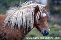 Shetland pony, Shetland - Poney des Shetland, Ecosse