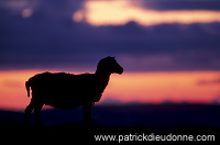 Shetland sheep,Eshaness, Shetland, Scotland -  Mouton, Shetland  13871