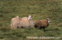Shetland sheep, Foula, Shetland, Scotland -  Mouton, Shetland  13879