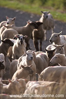 Shetland sheep, Shetland, Scotland -  Mouton, Shetland  13897
