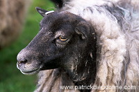 Shetland sheep, Shetland, Scotland -  Mouton, Shetland  13916