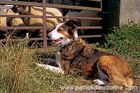 Sheepdog, Shetland, Scotland - Berger des Shetland  13936