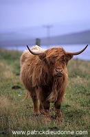 Highland cow, Shetland, Scotland. - Vache des Highlands, Shetland  13951