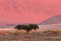 Red sand dunes, Sossusvlei, Namibia - Dunes, desert du Namib - 14270