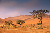 Red sand dunes, Sossusvlei, Namibia - Dunes, desert du Namib 14273