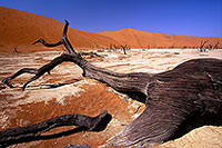 Deadvlei, Dunes and dead trees, Namibia - Deadvlei, desert du Namib - 14334