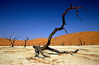 Deadvlei, Dunes and dead trees, Namibia - Deadvlei, desert du Namib - 14343