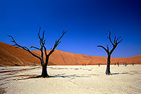 Deadvlei, Dunes and dead trees, Namibia - Deadvlei, desert du Namib - 14353
