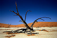 Deadvlei, Dunes and dead trees, Namibia - Deadvlei, desert du Namib - 14355