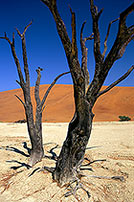 Deadvlei, Dunes and dead trees, Namibia - Deadvlei, desert du Namib - 14361