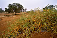 Nara melon, Sossusvlei, Namibia - Nara, concombre du desert 14362