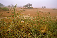 Nara melon, Sossusvlei, Namibia - Nara, concombre du desert 14363