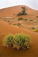 Vegetation in the desert, Namibia - Plantes du desert, Namibie 14368