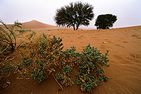 Vegetation in the desert, Namibia - Plantes du desert, Namibie 14371