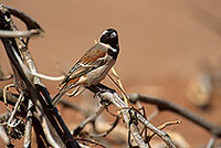 Cape Sparrow, Sossusvlei, Namibia - Moineau du Cap, desert du Namib - 14379