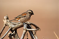 Cape Sparrow, Sossusvlei, Namibia - Moineau du Cap, desert du Namib - 14381