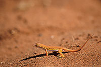 Shovel-snouted lizard, Sossusvlei, Namibia - Lézard des sables, desert du Namib - 14383