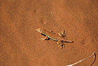 Shovel-snouted lizard, Sossusvlei, Namibia - Lézard des sables, desert du Namib - 14385