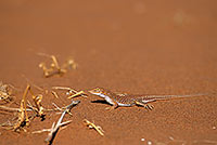 Shovel-snouted lizard, Sossusvlei, Namibia - Lézard des sables, desert du Namib - 14386
