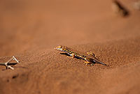 Shovel-snouted lizard, Sossusvlei, Namibia - Lézard des sables, desert du Namib - 14387