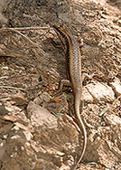 Lizard, Sossusvlei, Namibia - Lézard, Namib 14388