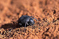 Tenebrionid beetle, Namib desert - Scarabée du Namib  - 14389