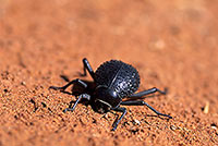 Tenebrionid beetle, Namib desert - Scarabée du Namib  - 14390