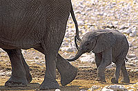 African Elephant (Loxodonta africana), Namibia - Elephant d'Afrique (SAF-MAM-0064)
