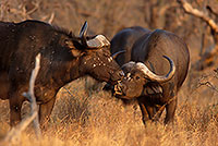 Buffalo (African), herd, Kruger NP, S. Africa -  Buffle africain   14451