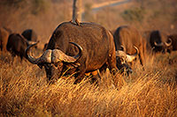 Buffalo (African), herd, Kruger NP, S. Africa -  Buffle africain  14453