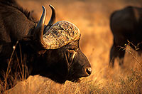 Buffalo (African), head, Kruger NP, S. Africa -  Buffle africain  14461