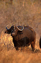 Buffalo (African), and bird, Kruger NP, S. Africa -  Buffle africain 14469