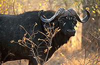 Buffalo (African), head, Kruger NP, S. Africa -  Buffle africain  14475