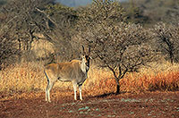 Eland, Kruger NP, S. Africa -  Eland du Cap 14553