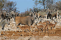 Eland at waterhole, Etosha, Namibia -   Eland du Cap 14554