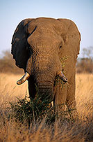 African Elephant, Kruger NP, S. Africa - Elephant africain  14559